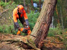 How Our Tree Care Process Works  in Tryon, NC